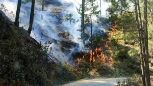 उत्तराखंड में बारिश जंगलों की आग के लिए हुई वरदान साबित