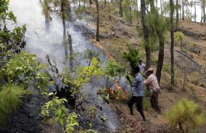 उत्तराखंड में जंगल की आग ने बरपाया कहर, लेकिन पेड़ों को नहीं पहुंचा कोई नुकसान, हैरत में पड़े अधिकारी  