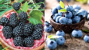 ब्लैकबेरी बनाम ब्लूबेरी- इनमें से कौन- सी है ज्यादा स्वास्थ्यवर्धक ?