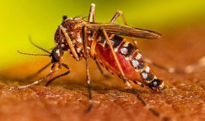पूरे प्रदेश में डेंगू व चिकनगुनिया रोग की रोकथाम के लिए चलाया जाएगा महाभियान