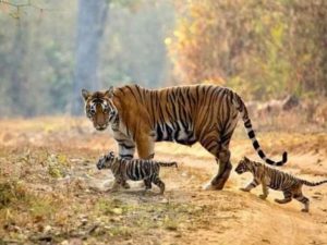 जंगल में बाघों का कुनबा बढ़ाने के लिए लाई गई बाघिन व उसके शावक 18 दिन से लापता